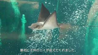 福島県、いわき市、面白い形の水族館、アクアマリンふくしまに行きました。クラカケアザラシのくらまる君に会って来ました。