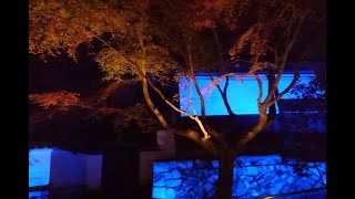 (心癒す）京都寺院の紅葉ライトアップ　青蓮院（Kyoto shoren-in  autumn Ieaves Light up )