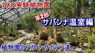 【植物園】筑波実験植物園 第2部 【サバンナ温室編】植物園の大迫力アガベやサボテンなど【Agave】