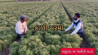 ## જીરું માં મબલક ઉત્પાદન લેતા યુવા ખેડૂત##