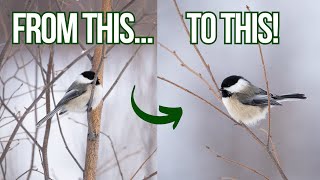 Improve your Bird Photography with this ONE easy trick - Any Camera, Any Skill Level!