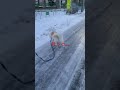 滑る〜、あぶない、あぶない shorts dogs 犬 いやしわんこ 雪 おさんぽ 保護犬