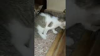 எனக்குத் தெரியாது #funny #pets