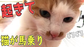 ゴロゴロ喉を鳴らしながら猫が次々と起こしに来ました