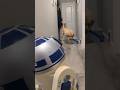 HEY R2 GO PLAY WITH BARNACHEW #R2D2 #labrador #comedy #funny