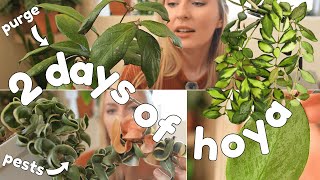 hoya plant care compilation gone wrong 😂 repots, a purge & growth updates