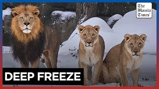 Snowy paws and hooves: Houston Zoo animals delight in rare snowfall