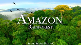 Amazon 4k - Part 3 | The World’s Largest Tropical Rainforest |Jungle Sounds | Scenic Relaxation Film