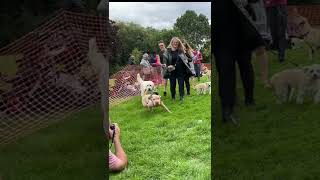 #shorts  #RoxyFest  RoxyFest Family Funday and Dog Show