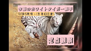 12/20 【朝のホワイトタイガー親子 定点観察】  東武動物公園　公式YouTubeチャンネル