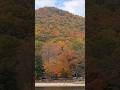 Foliage at Vogel Park today Oct 27, 2024 #exploregeorgia #gastateparks #georgiatravel #fall #foliage