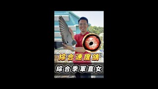 灰母23-039445【根王鴿舍】【根王大滿貫】優 | 賽鴿 | 信鴿 | 種鴿  | racing pigeon