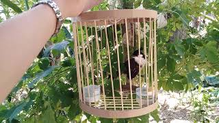 How to make a bird cage / Làm lồng chim bằng giấy đẹp và đơn giản | Tự làm LỒNG CHIM