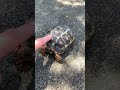 〜じわじわ🐢〜 亀 カメ リクガメ アカアシガメ 日光浴 庭散歩 散歩 散歩する亀 呼んだらきてくれる