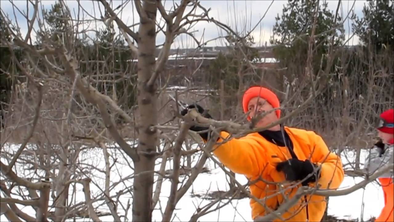 Apple Tree Pruning Youtube