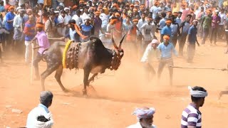 ನಿಂಬೆಗೊಂದಿ ಹಬ್ಬದ ರೋಚಕ ಹೋರಿಗಳು/  Nimbegondi Festival Hori Habba