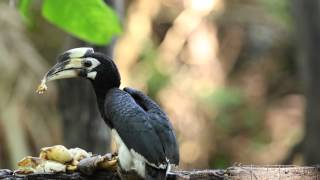 ♪鳥くん野鳥動画 'Thai2015' Pied Hornbill キタカササギサイチョウ