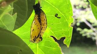 オオゴマダラの蛹（さなぎ）は美しいんです😊Idea leuconoe clara　沖縄の昆虫