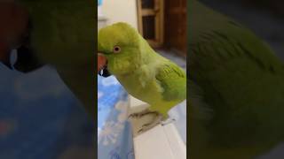 parrot saying salam ❤️ talking parrot 😍 #shortsfeed #shorts #talkingparrot #parrot #birds