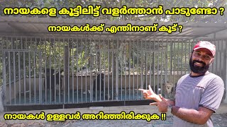 ഡോഗിനെ വളർത്താൻ പട്ടിക്കൂട് ആവശ്യമുണ്ടോ ? നായകൾക്ക് എന്തിനാണ് കൂട്  / #dog #kunjansmedia