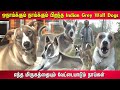 ஒநாய்க்கும்  நாய்க்கும்  பிறந்த Indian Gray Wolf Dogs |  Indian Dog Breed