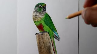 Como desenhar um pássaro : Tiriba-de-testa-vermelha