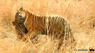 Killer Tales of Tadoba: Tigress with Boar kill