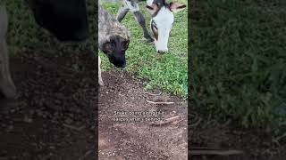 A snake, livestock guardian dog and donkey walk into a bar😂. I told the dogs “leave it”.