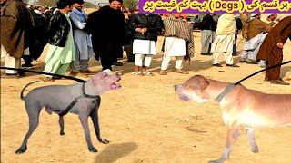 pure Kohati Gultair Vs Pitbull vs Famous Pakistani Bully Kutta | Dogs Market | Pk Animals