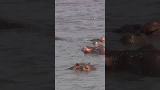 Hippos relax in a Serengeti Lake Tanzania