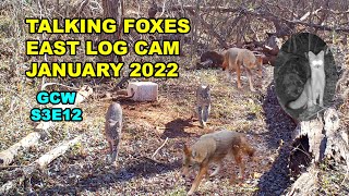 East Log January 2022 S3E12 #gamecam #trailcam #wildlife #compilation