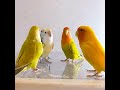 cute bird 🐦 conversation with each other on important topic 🤣