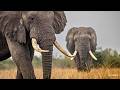 Love, lions and long trunks - SafariLIVE Sunset - 03 June 2026
