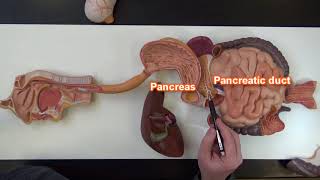 Digestive System Plaque
