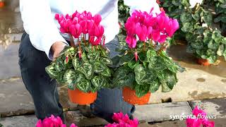 Cyclamen  Merita and Merita Mix - Syngenta Flowers