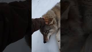 Just me, petting a wolf 😁🐺❤