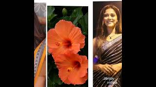 Sandhya Ragam Serial Maya Vs Hibiscus #trending #sandhyaragam #zeetamil #trendingshorts #shortsvideo