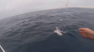 Southern bluefin tuna 1/1/2021 | Victor Harbour | South Australia | Tuna, sharks & epic fishing