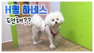 H형 하네스로 바꿔줬더니?? 강아지가 너무 좋데요!!