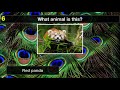 animal trivia quiz 3 10 animals general knowledge trivia questions and answers challenge