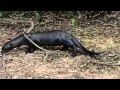 The Coolest Stuff On The Planet- The Pantanal