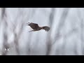 ギター日記　今日の野鳥　・　入間川定例探鳥会 狭山市 2023年1月22日