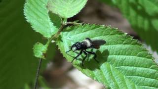 Robber Fly (Asilidae: Laphria) on Elm Leaf