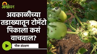 Tomato crop protection : अवकाळीमुळे टोमॅटोवर होणारा कीड-रोगाचा प्रादुर्भाव कसा रोखाल?|Agrowon