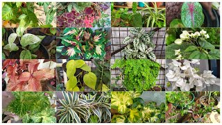 Enga Veetu Thottam | My Home Garden | Garden Tour | Part - 1 | Namma Veetu Cooking