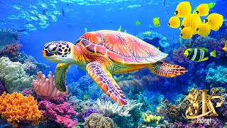 Ocean 8K Video Ultra HD - Relax with Stunning Sea Animals and Beautiful Coral Reef Fish in Aquarium