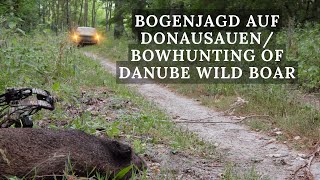 Bogenjagd auf Donausauen / Bowhunting wild boar Danube