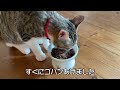 【保護猫】猫の去勢手術後 ごはんの回数減らす？