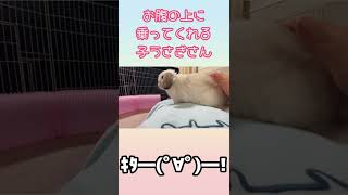 子うさぎさんはお腹の上に乗ってくれるかな？