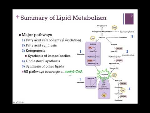 122-Summary Of Lipid Metabolism - YouTube